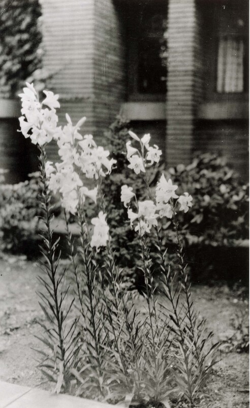 Lilies in garden at the Martin House