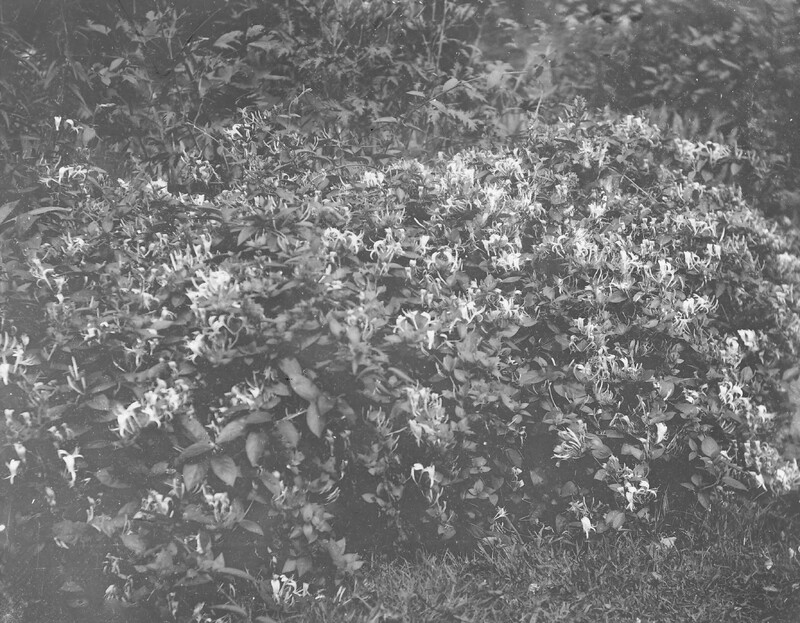 Lonicera Halliana in the gardens at the Martin House Complex, 125 Jewett Parkway