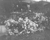 Lathyrus latifolius and Wichuriana Rose in the gardens at the Martin House Complex, 125 Jewett Parkway 