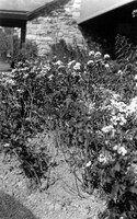 Flowers along southern terrace in Graycliff sunken garden 