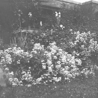 Lathyrus latifolius and Wichuriana Rose in the gardens at the Martin House Complex, 125 Jewett Parkway 