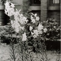 Lilies in garden at the Martin House