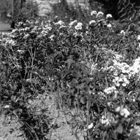 Flowers along southern terrace in Graycliff sunken garden 